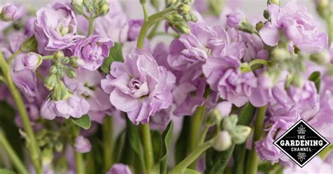 How To Grow Stock Flower Matthiola Incana Gillyflower Perfume Plant