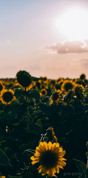 hipster sunflower | Tumblr