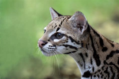 Wild Cats The Oncilla Or Little Spotted Cat