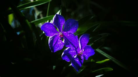 Nature Orchid Hd Wallpaper