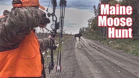 Maine Moose Hunt Zone 2 Bull Maineiac Outdoors Youtube