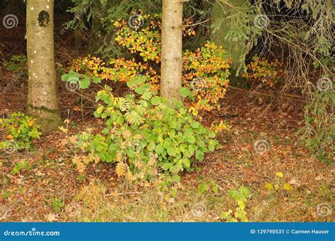 Small Shrubs At Forest Edge Stock Image Image Of Nature Shrub 129790531