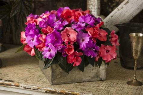 12 Colorful Shade Plants From Proven Winners Sponsor Content