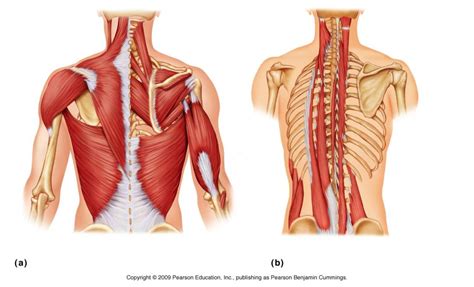 Back Muscles Diagram Quizlet