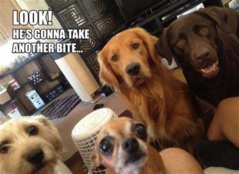 20 Really Funny Pictures Of Dogs Entertainmentmesh