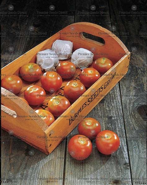 Tomato Burpees Long Keeper Premier Seeds Direct