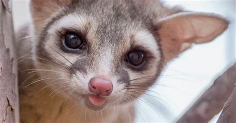 Ring Tailed Cat