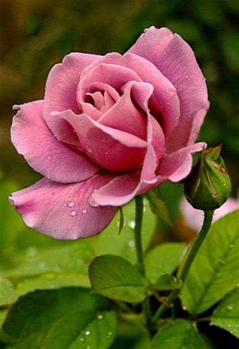 Pin On Lovely Roses Flowers