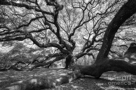 Under The Angel Oak Tree Photograph By Michael Ver Sprill Fine Art