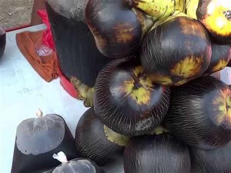 buah kelapa laut  sambutan ketika ramadan mynewshub