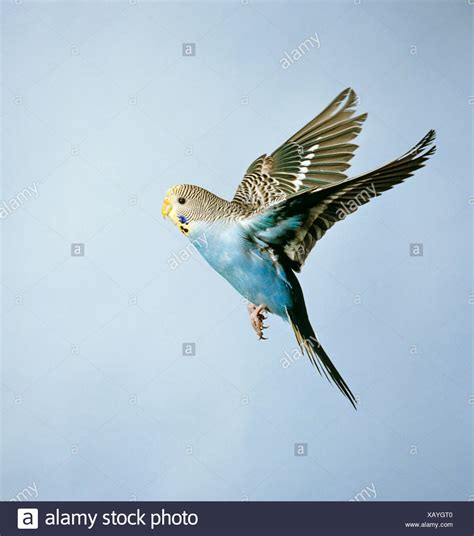 Budgerigar Flying High Resolution Stock Photography And Images Alamy