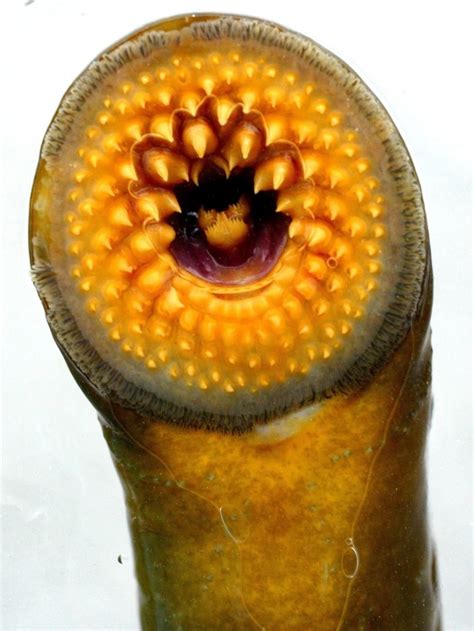 Invasive Sea Lampreys In Great Lakes And The Lake Trout They Prey On
