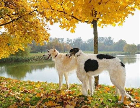 Two Borzois In The Autumn Park Borzoi Dogs Russian Beautiful Dog