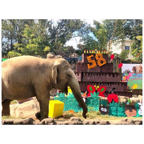 Trompita El Elefante Del Zoológico La Aurora Celebra Su Cumpleaños