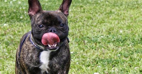 As nails get trimmed, blood vessels will go back into the pet's claws. The Pointy Eared Beast: How to properly cut a dog's nails