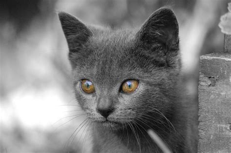 The Chartreux Cat Cat Breeds Encyclopedia