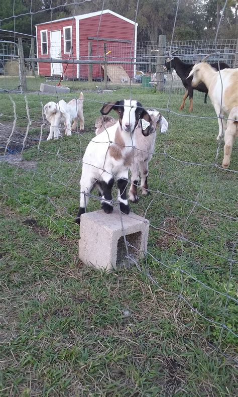 Florida Goat Ranch