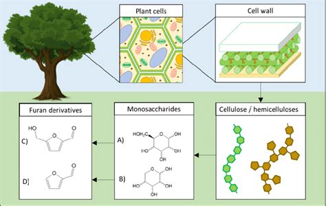 Overview Of Plant Cell Wall Polysaccharides Transformation To