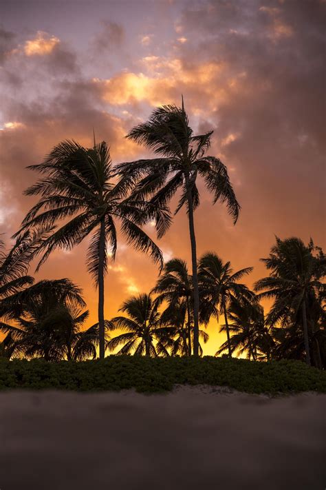 Hawaii Palm Tree Sunset Palm Tree Sunset Palm Trees Sunset