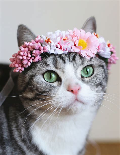 Cat With Flower Crown Cats Cute Cats Pretty Cats