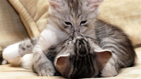 two gray tabby cat kittens hugging funny cat hd funny cat wallpapers hd wallpapers id 76725