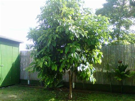 Suspend the pit broad end down in a drinking glass or jar. One day my avocado tree will look like this one. It's hard ...