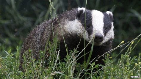 Badger Culls Are Approved To Try To Stop Tb Spread Bbc Newsround