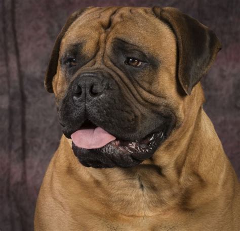 However to keep it simple the rottie mastiff is a mix between a purebred rottweiler and a purebred mastiff. What Are the Differences Between Bullmastiffs & Boerboels ...
