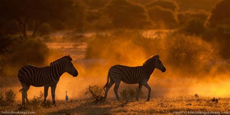 15 African Safari Photography Tips Safaribookings