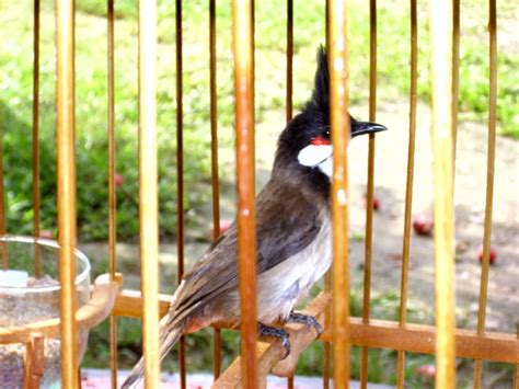 Merbah jambul adalah diantara burung kicau yg diminati disebabkan suaranya yg unik dan kadangkala tiada batasan. MINI ZOO ASTAKONA: MERBAH JAMBUL