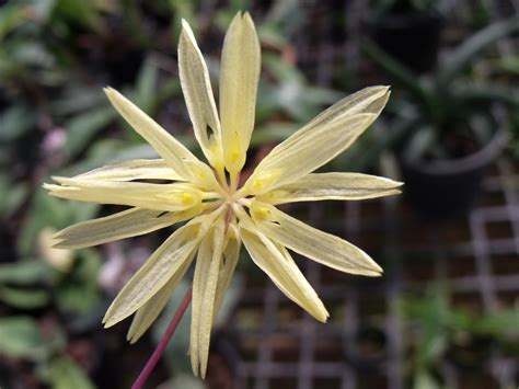 Bulbophyllum purpurascens (con imágenes)