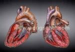3 perbedaan sakit jantung dan asam lambung yang wajib diketahui. Cara Alami Mengatasi Jantung Berdebar