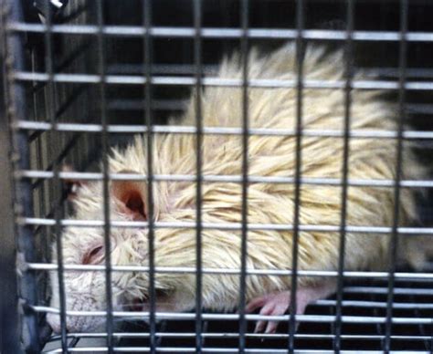 Top 10 Reasons To Cuddle A Rat Peta