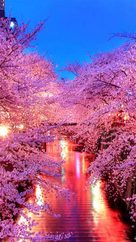 Cherry Blossom Live Wallpaper For Android Trending Hq Wallpapers