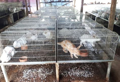 The government has been encouraging farmers to embrace the farming with this training provides the farmer with basic details on how to do modest rabbit farming after joining our farming programmes. Raising rabbits can be a low cost but profitable business - Agriculture Monthly