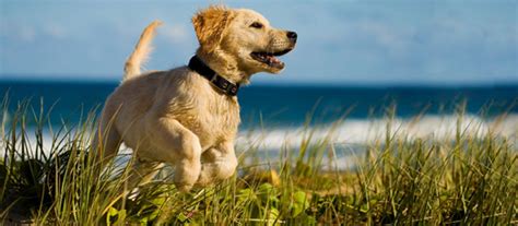 Pet Dog Insurance Quotes