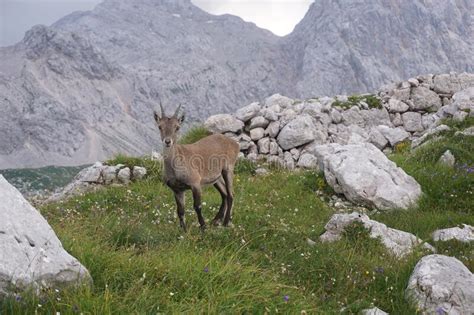 Curious Fearless Chamois Mountain Goat In The Julian Alps Stock Image