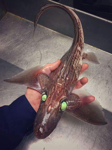 Discover The Terrifying Deep Sea Creatures Captured By A Russian Fisherman
