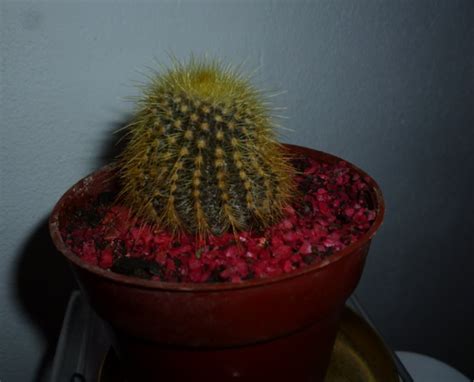 Soñar con cactus significa que estamos necesitando poner equilibrio en nuestra vida. No sé qué le pasa a mi cactus