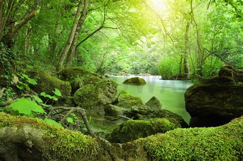 River In The Forest Wall Mural And Photo Wallpaper Photowall Forest