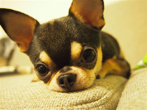 Perfect Little Apple Head Chihuahua Cute Chihuahua Chihuahua Puppies