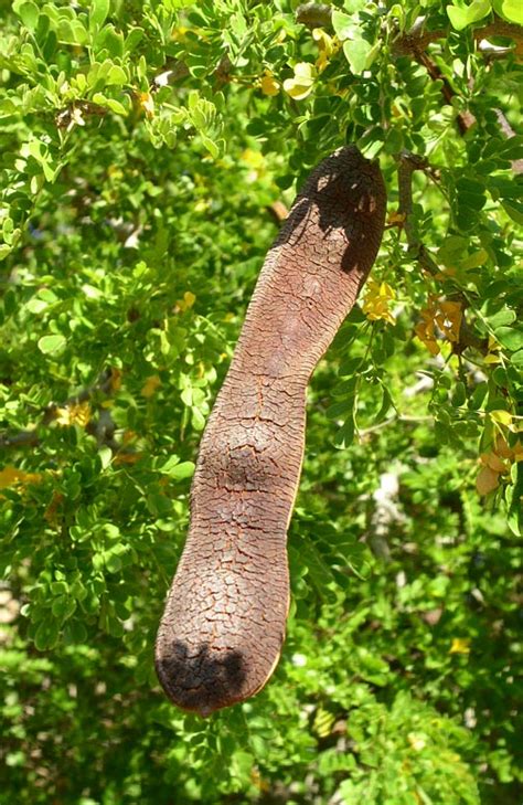 Black sapote, chocolate pudding fruit, black soapapple and in spanish zapote prieto. FRESH TEXAS EBONY TREE SEEDS - 20 SEEDS | eBay