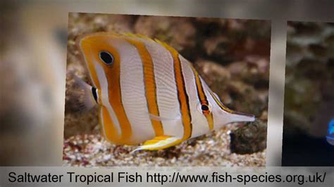 Saltwater Tropical Fish Tropical Fish Species ♦♦♦ Youtube