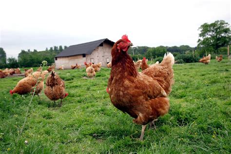 Watch this how to video to learn how to add a crisp coating and flavour to meat by seasoning it with this technique. How to Make Your Own Chicken or Poultry Feed