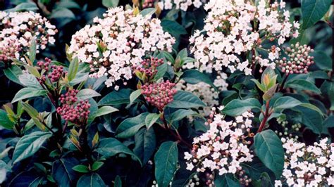 Spring Bouquet Laurustinus Viburnum Tinus Compactum Monrovia Plant