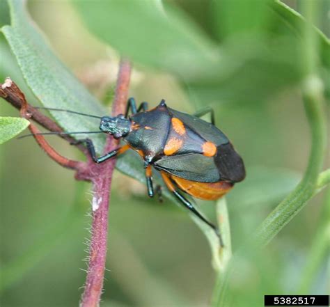 Predatory Stink Bug Euthyrhynchus Floridanus Hemiptera Pentatomidae