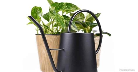 What is the best indoor ivy plant? Pothos Watering: How Often To Water Pothos Plants