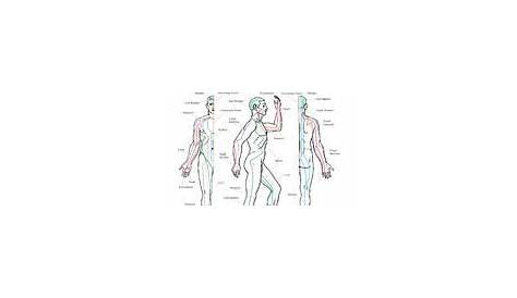 meridian points in acupuncture