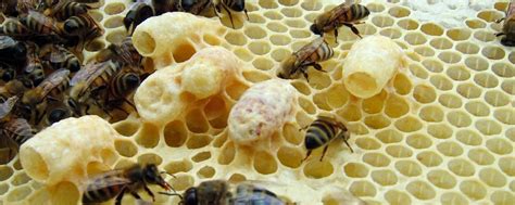 Rioku drone april 3, 2021. Queen Cells: The 3 types and what they can tell you about ...