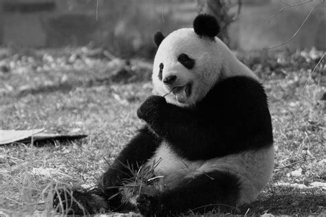 Cute Pandas Pandas Photo 22122909 Fanpop
